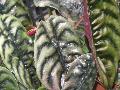 Wax Doll Elephant Ear / Alocasia cuprea 